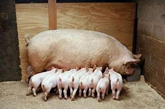母豬養殖過程中遇到的六大問題及其應對方法
