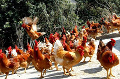 如何使雞群的免疫達到最佳效果？！