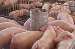 豬場豬群發生氣喘病時的表現癥狀及預防措施