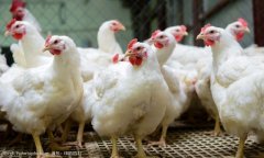 夏季高發雞禽流感有什么癥狀？雞禽流感怎么防