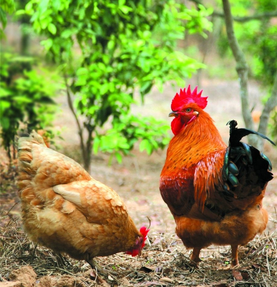 滑液囊支原體病程長，籠養雞不易被發現，經常給養雞生產造成難于彌補的損失