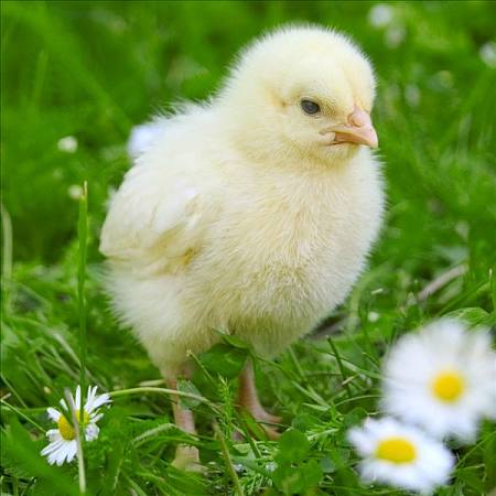 雞群慢性呼吸道疾病，應該用哪些方法可以起到有效防治？